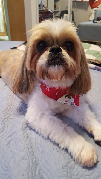 /Images/uploads/Homeward Bound Pet Rescue/HBPR_Photocontest/entries/12136thumb.jpg